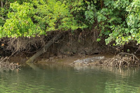 Saltwater crocodile