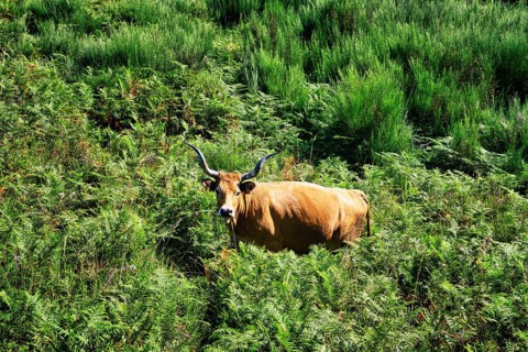 Cachena Cows in vegetation