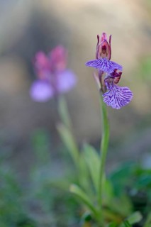 Butterfly orchid