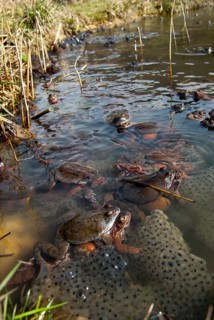 Common frog