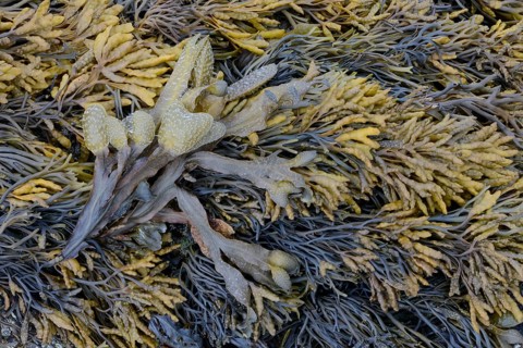 Spiral wrack