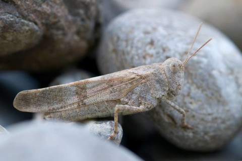 Blue-winged grasshopper