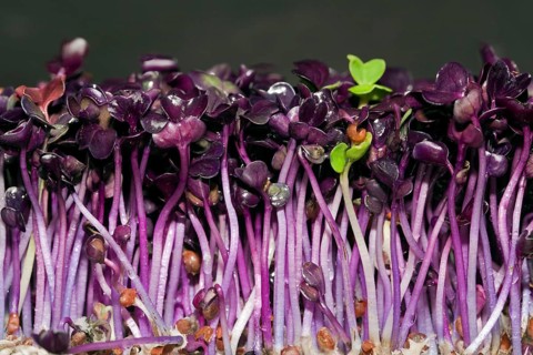 Red radish cress