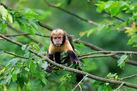 Golden-bellied capuchin