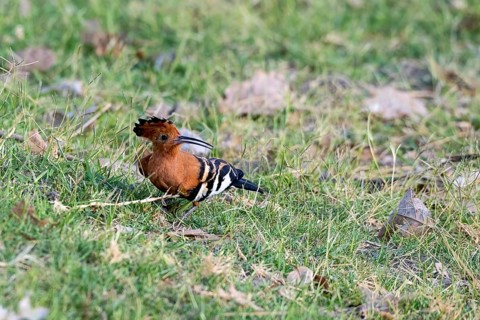 African Hoopoe