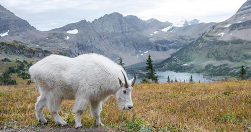 Mountain goat