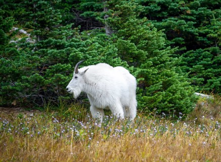Mountain goat