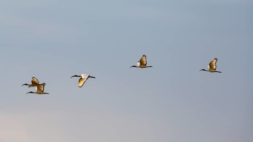 African sacred ibis