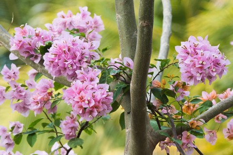 Bougainvilleas