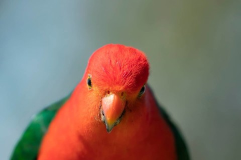 Australian King Parrot