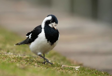 Magpie-lark