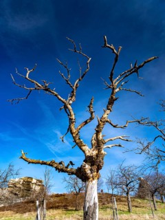 Tree at the rock formation Teufelsmauer