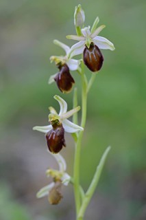 Black ophrys