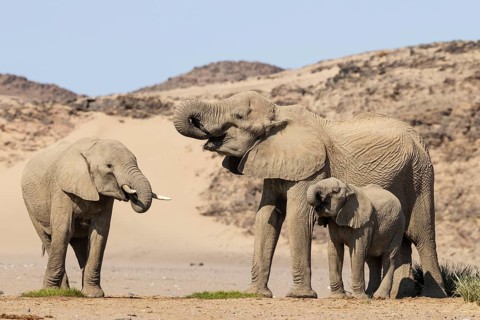 African Elephant