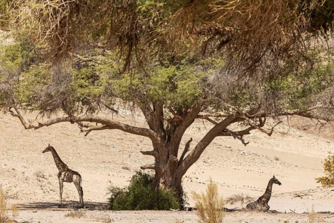 Angolan Giraffe