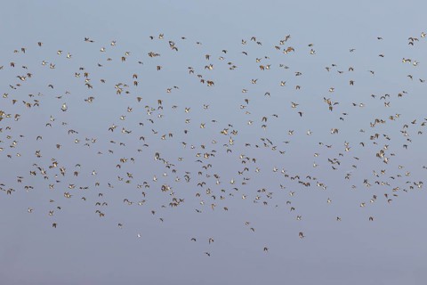 European golden plover