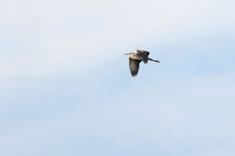 Grey heron
