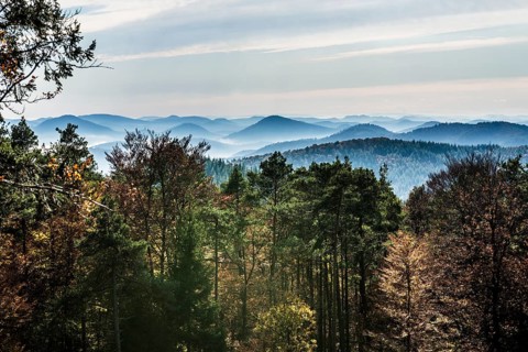 Autumnally coloured forest and mountains