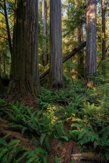 Coast redwoods