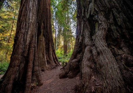 Trunks of two redwoods