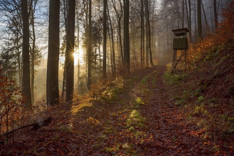 Forest Path and Hunting Blind at Sunrise