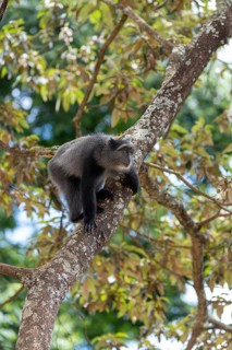 Sykes' monkey