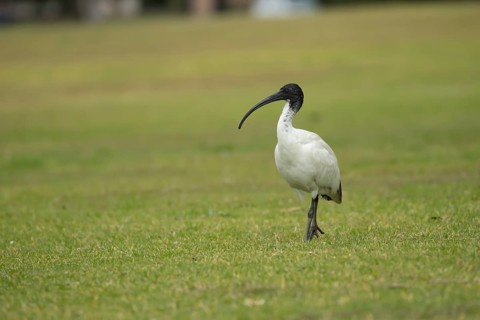 Australian white ibis