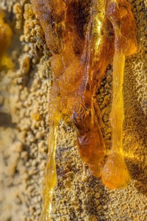 Tree resin of a european black pine