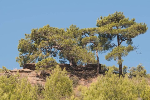 Stone pines