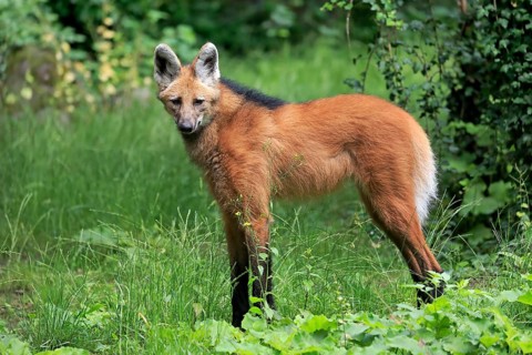 Maned wolf