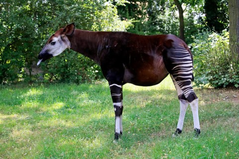Okapi