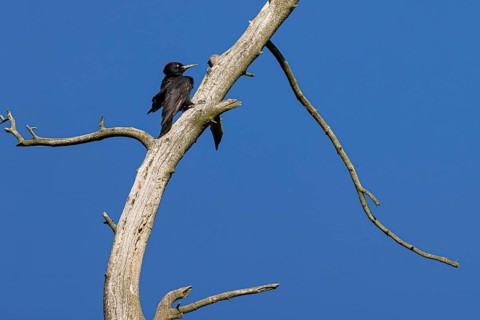 Black woodpecker