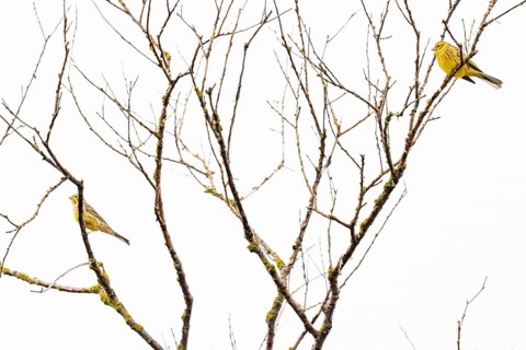 Yellowhammer