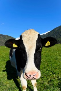 Female domestic cattles