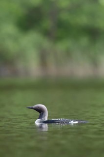 Black-throated loon