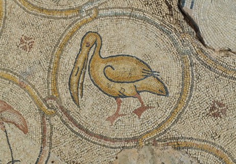 Pelican