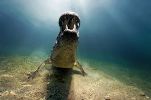 Pointed crocodile