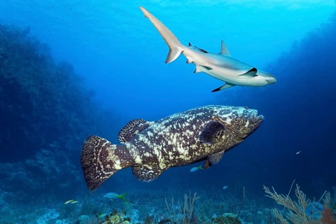 Atlantic goliath grouper