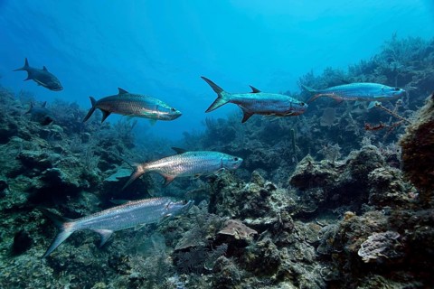 Shoal of atlantic tarpon