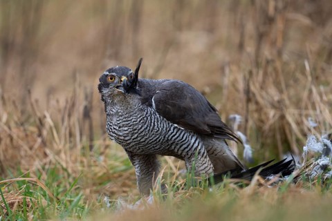 Northern goshawk