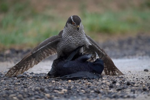 Northern goshawk
