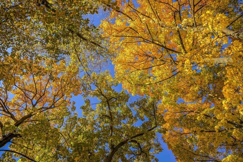 Autumn