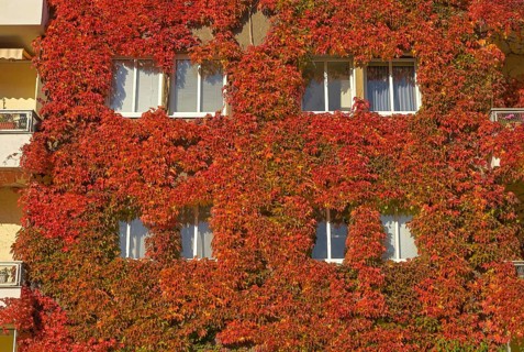 Autumn foliage