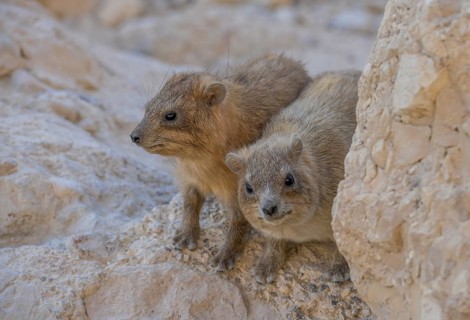 Rock hyrax
