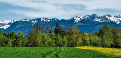 Bright green spring fields and trees