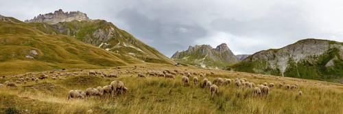 Flock of sheep near Valloire