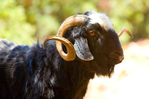 Goats