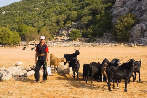 Goatherd on the Lycian Way