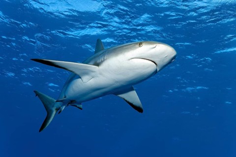 Caribbean reef shark