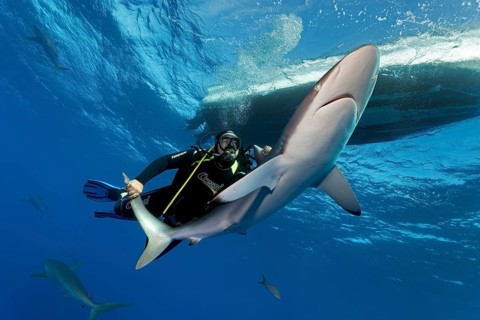 Cuban diver